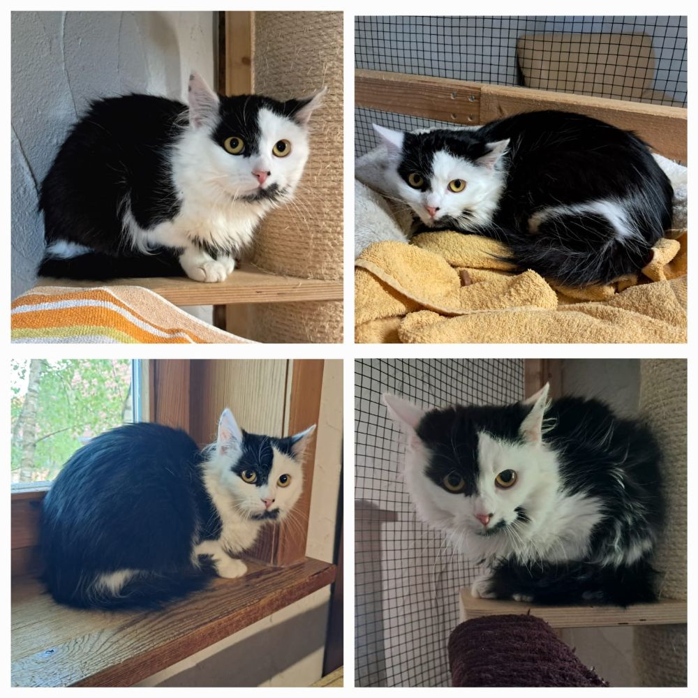 Katze Cleo Tiernothilfe Katz & Co