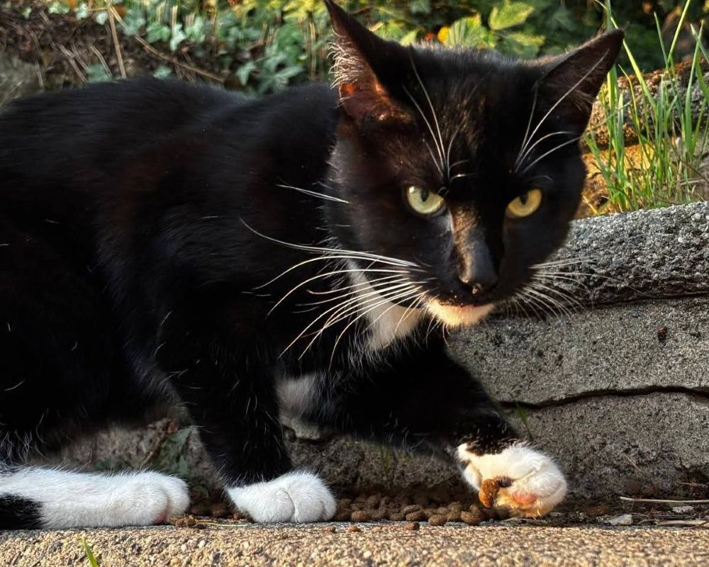 Fundkater Tiernothilfe Katz und Co