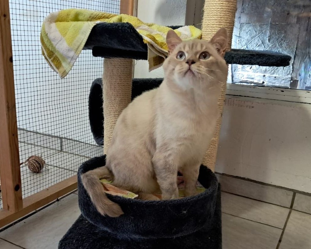 Kater Henry Tiernothilfe Katz & Co.