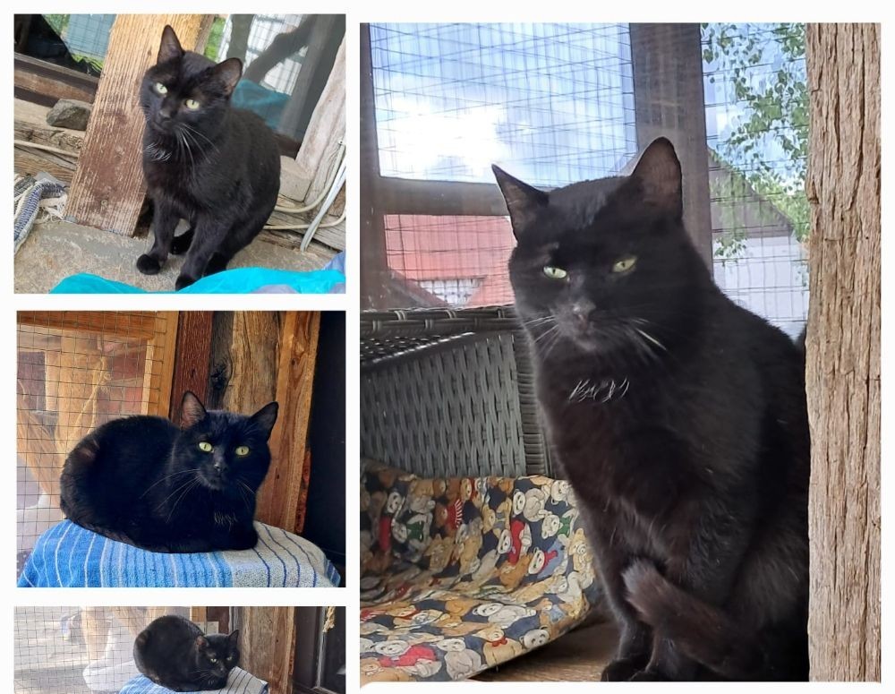 Kater Fridolin Tiernothilfe Katz & Co.