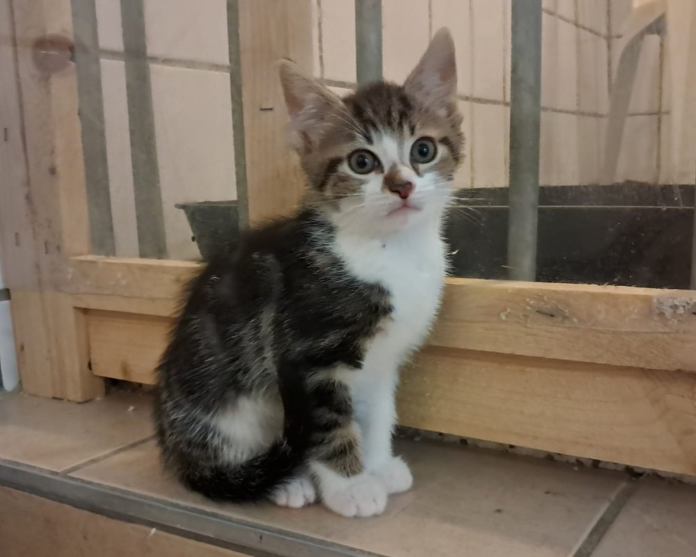 Kitten Lumi Tiernothilfe Frielendorf