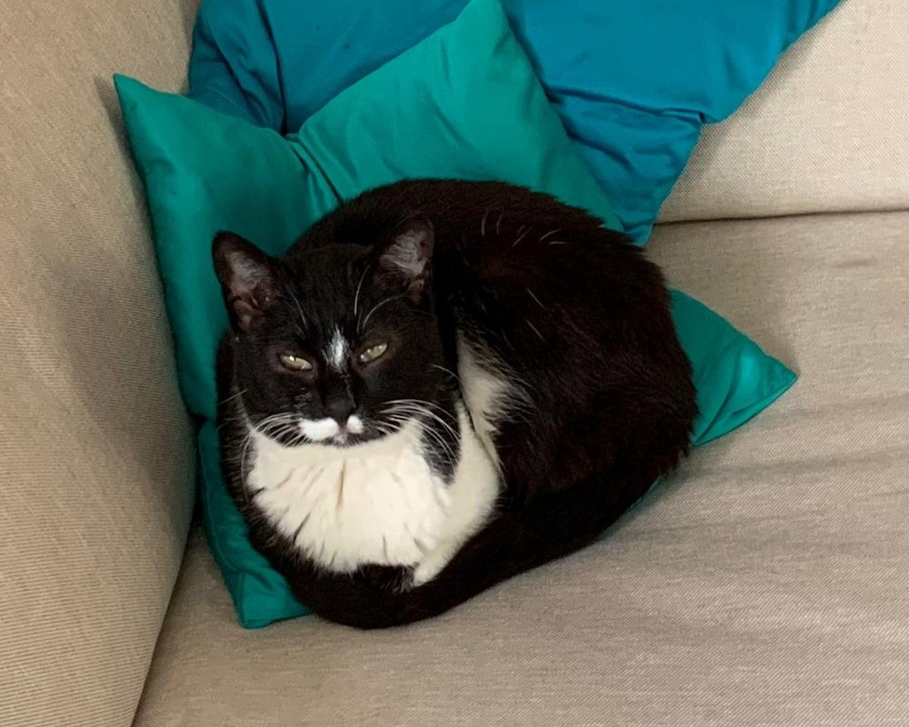Katze Tony Amelie